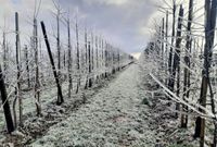 Beregnungsmorgen in der Apfelanlage